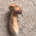 牛肝菌