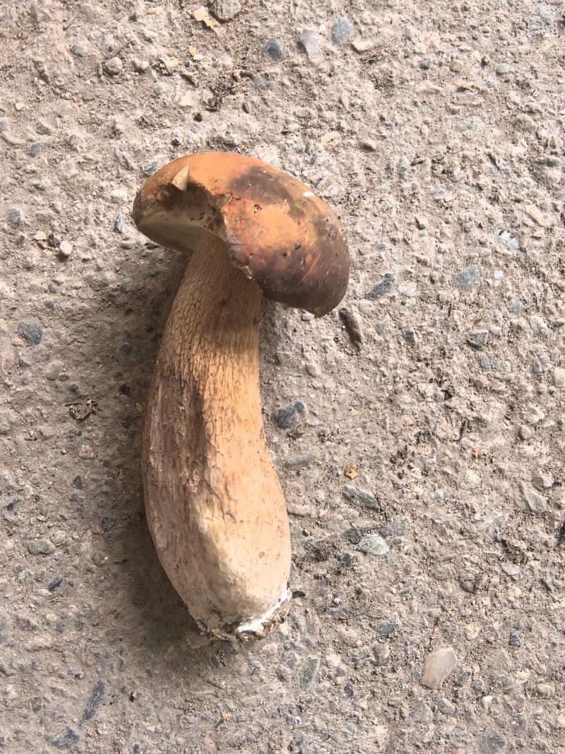 牛肝菌