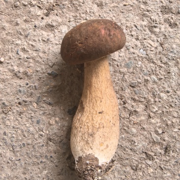 牛肝菌