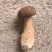 牛肝菌