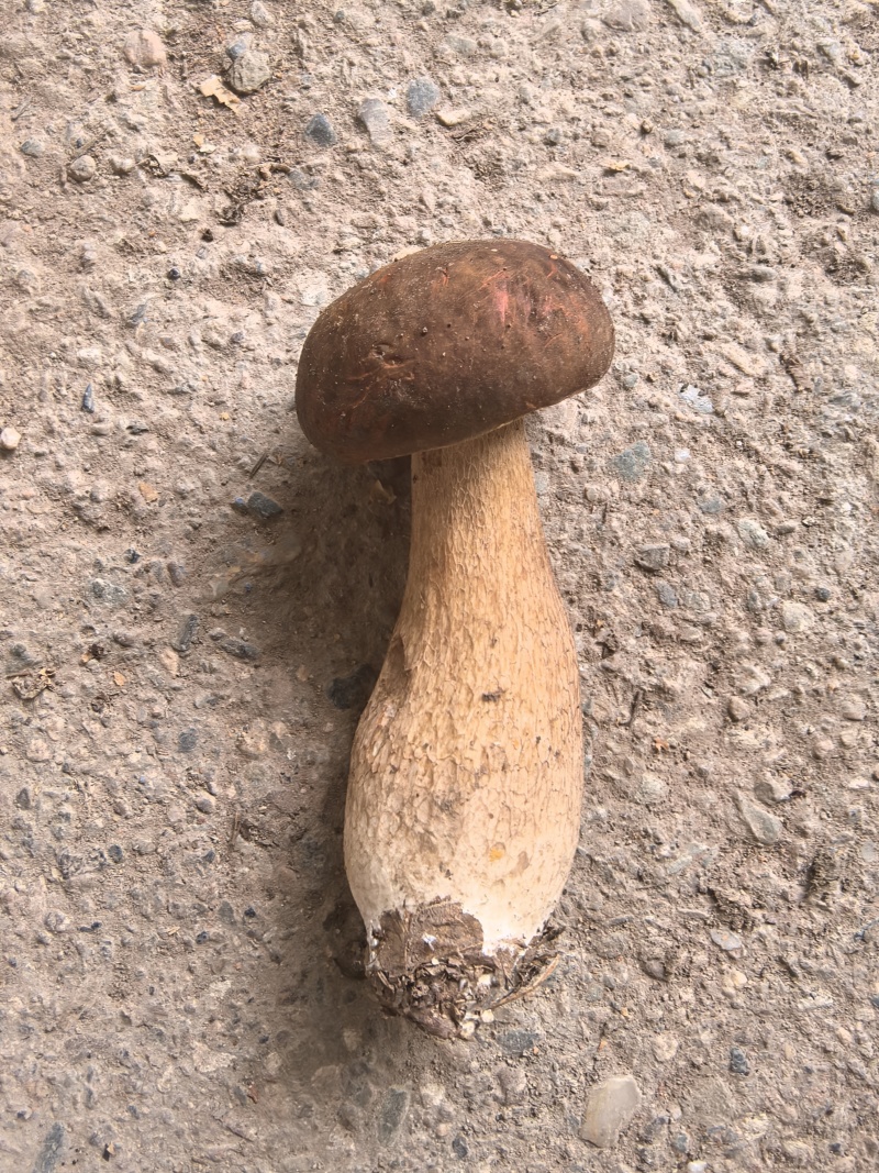 牛肝菌