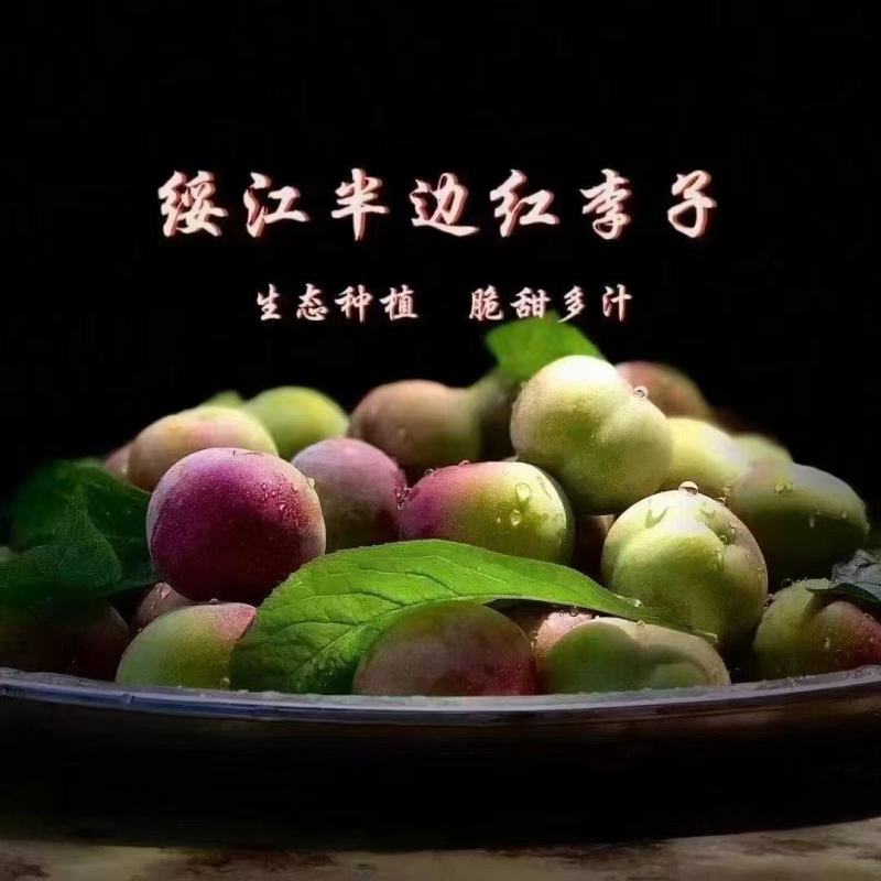 昭通半边红李子
