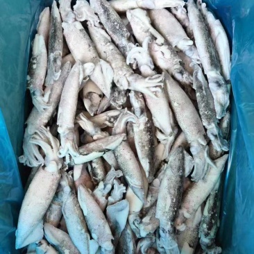笔管鱼