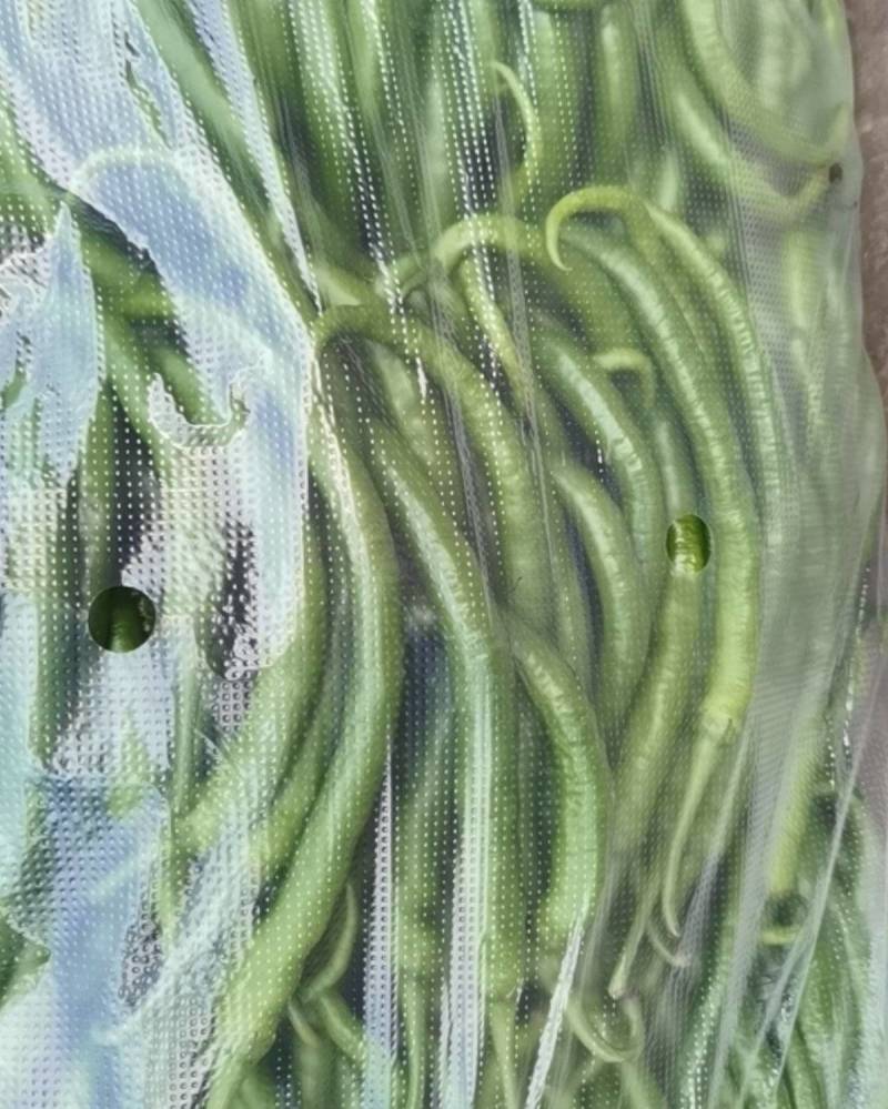 贵州毕节威宁线椒与二荆条