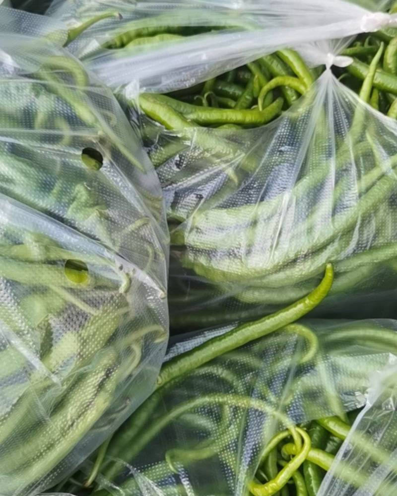 贵州毕节威宁线椒与二荆条