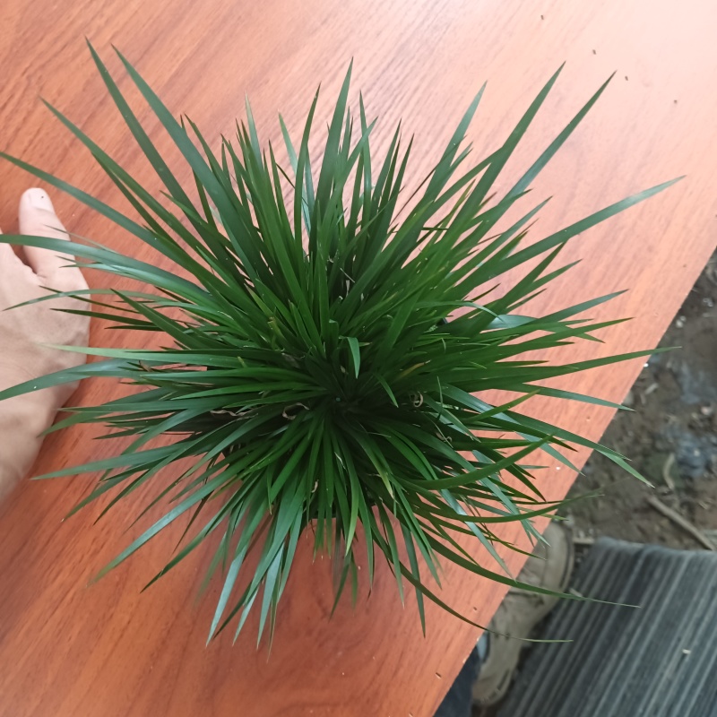 金钱菖蒲老桩大盆口，一盆14，批发联系客服