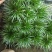 金钱菖蒲老桩大盆口，一盆14，批发联系客服