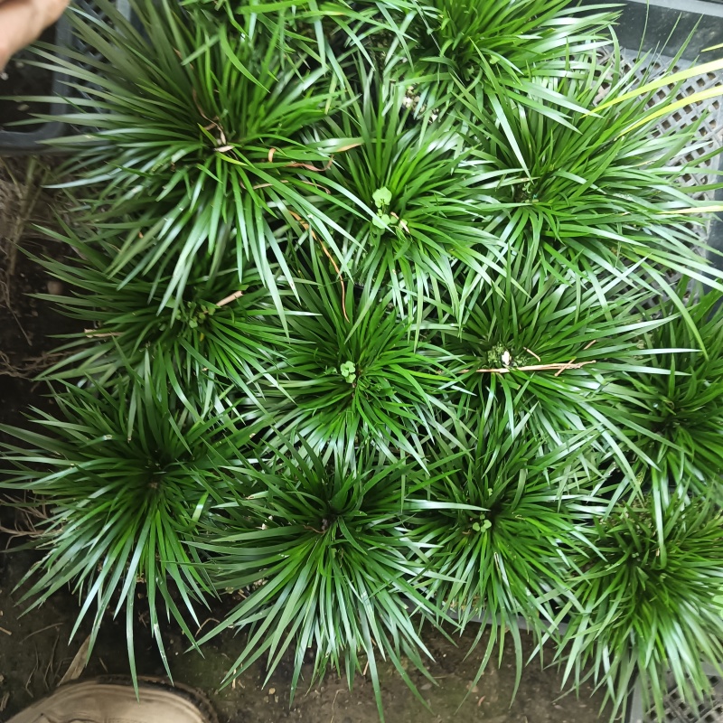 金钱菖蒲老桩大盆口，一盆14，批发联系客服