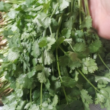 香菜