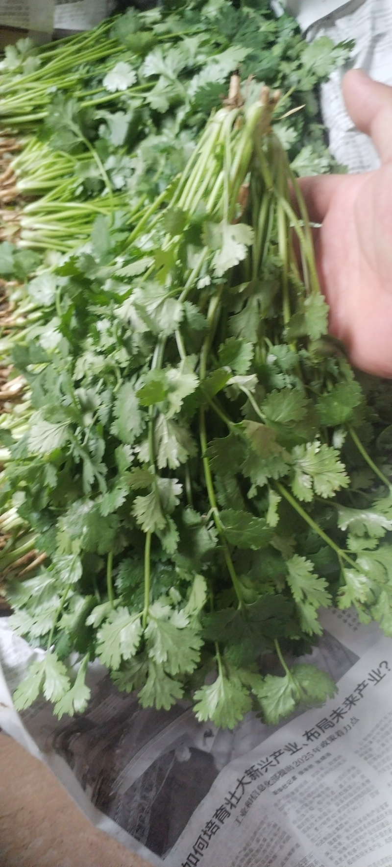 香菜