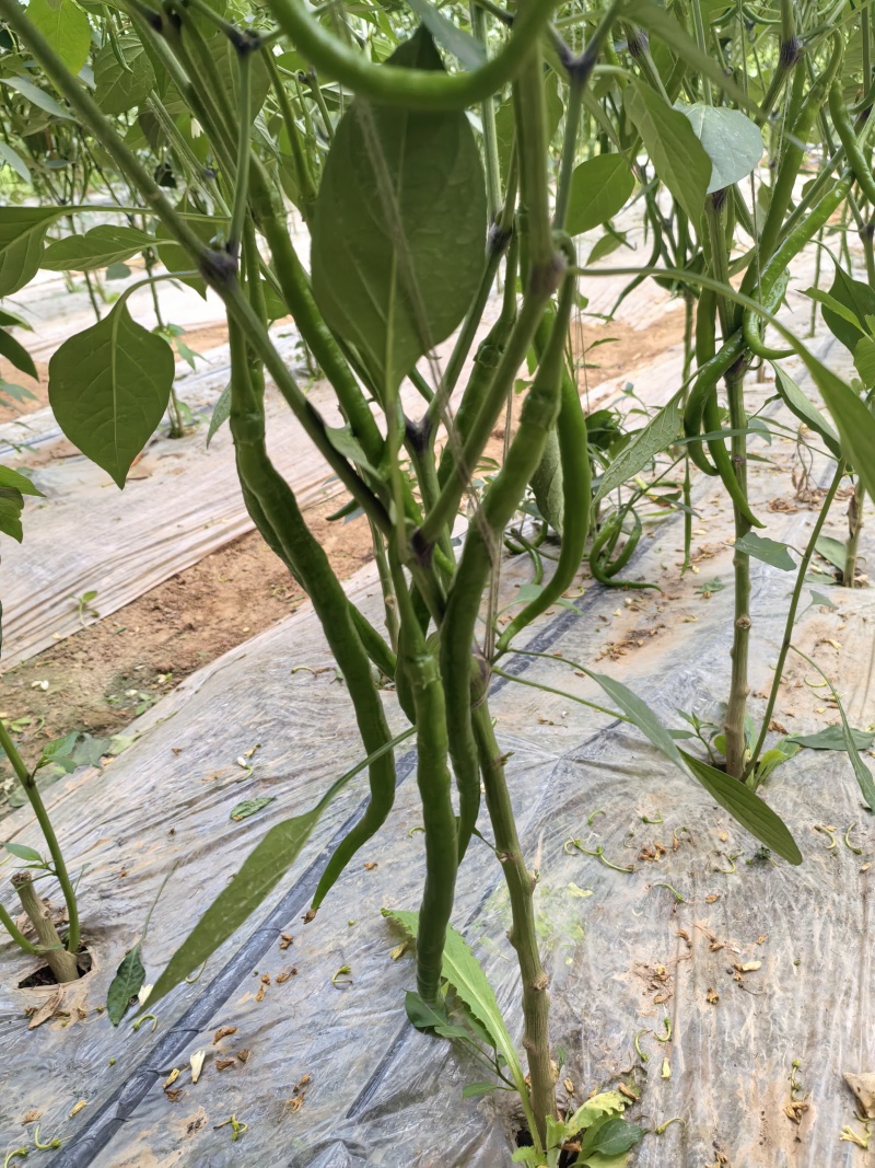 二荆条