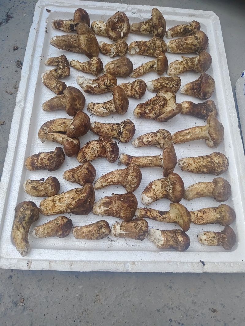 野生松茸