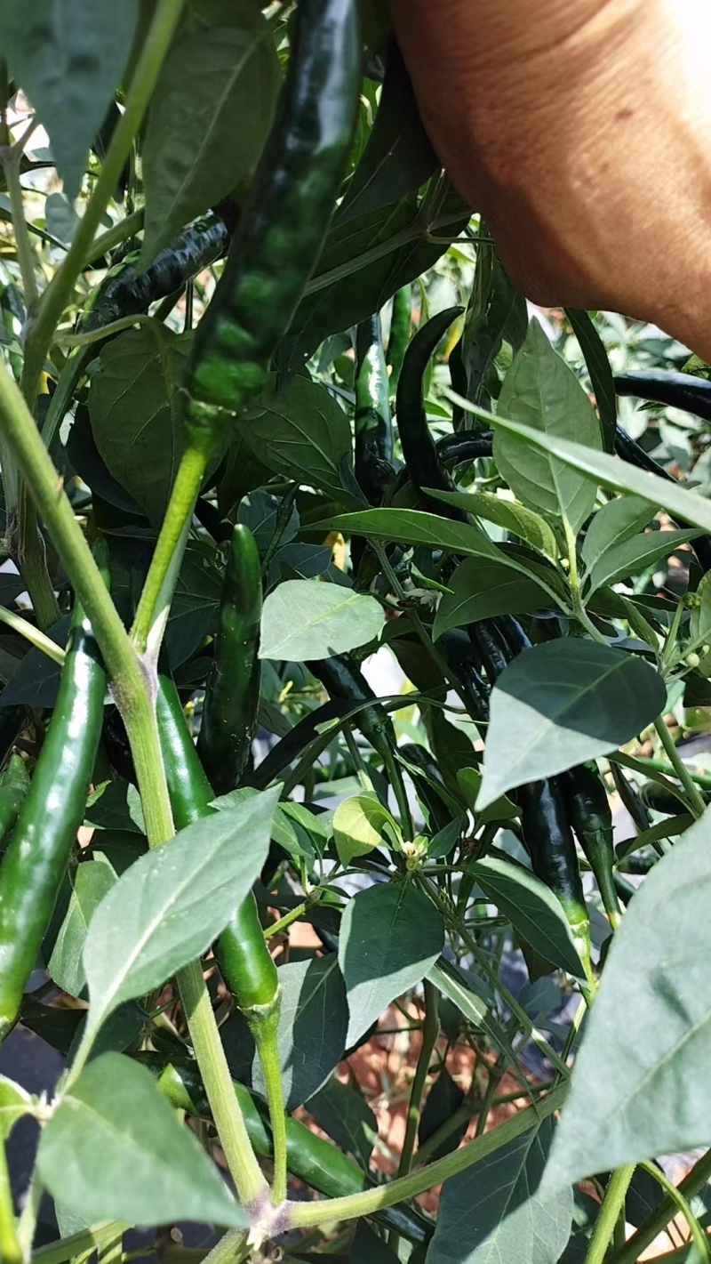 鲜辣椒
