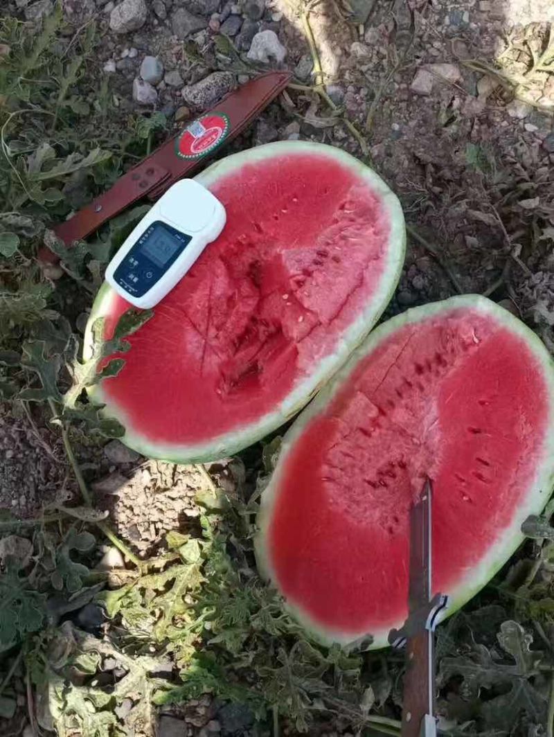 宁夏硒砂瓜石头瓜/一手货源/全国发货/可视频看货
