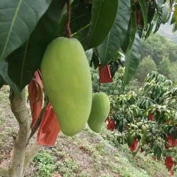 芒果🥭