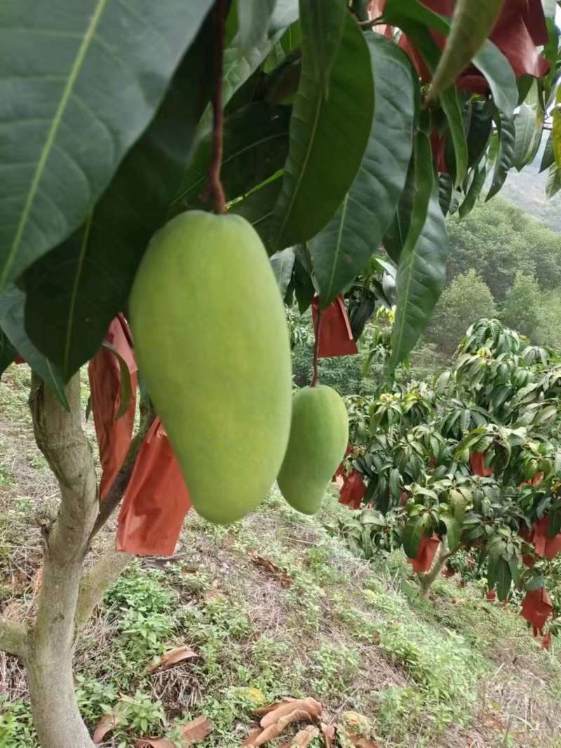 芒果🥭