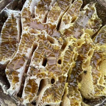 中华蜂蜂蜜