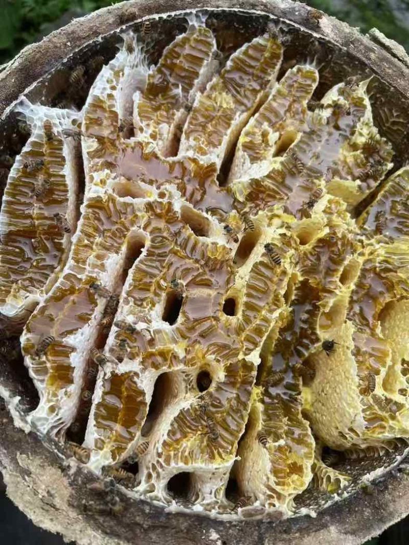 中华蜂蜂蜜