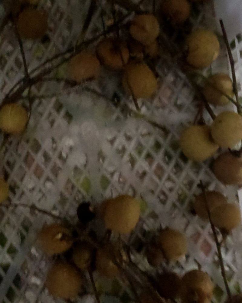 龙眼