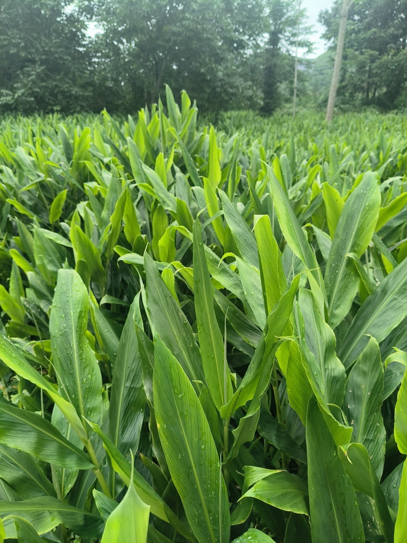 阳荷