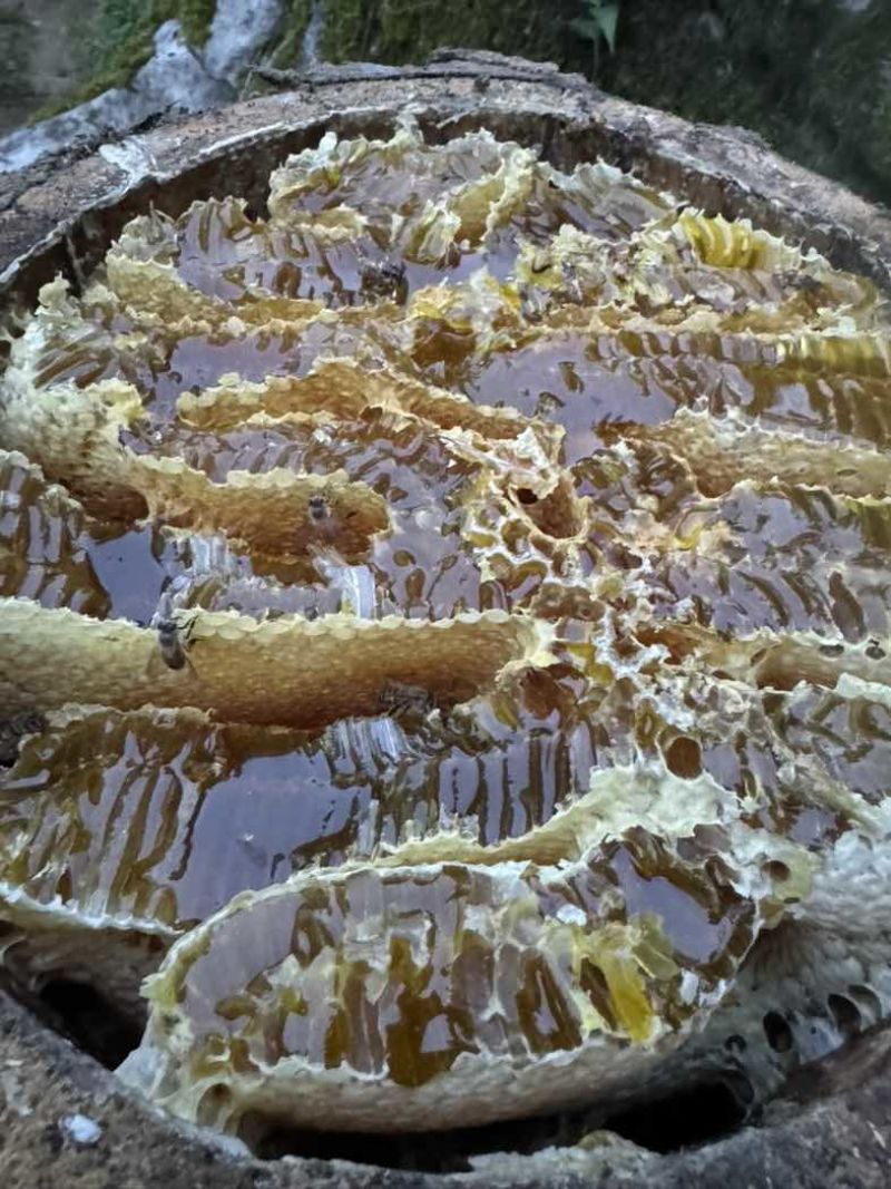 恩施土蜂蜜