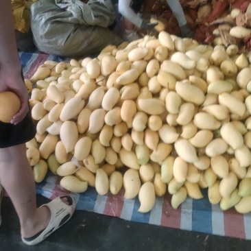 鹰嘴忙果
