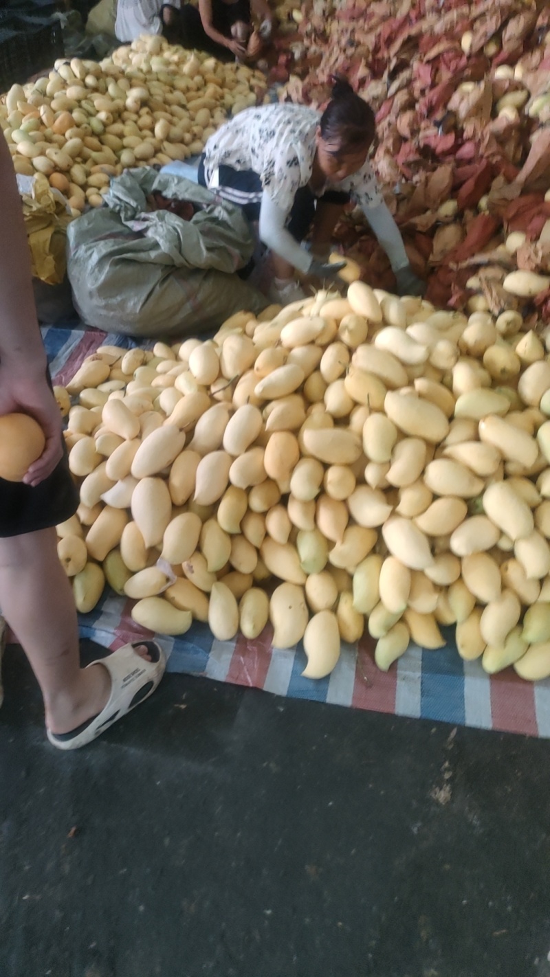 鹰嘴忙果