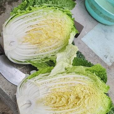 高山黄心大白菜