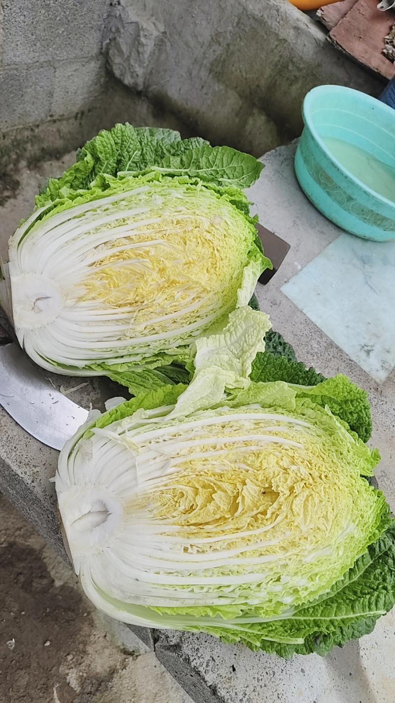 高山黄心大白菜