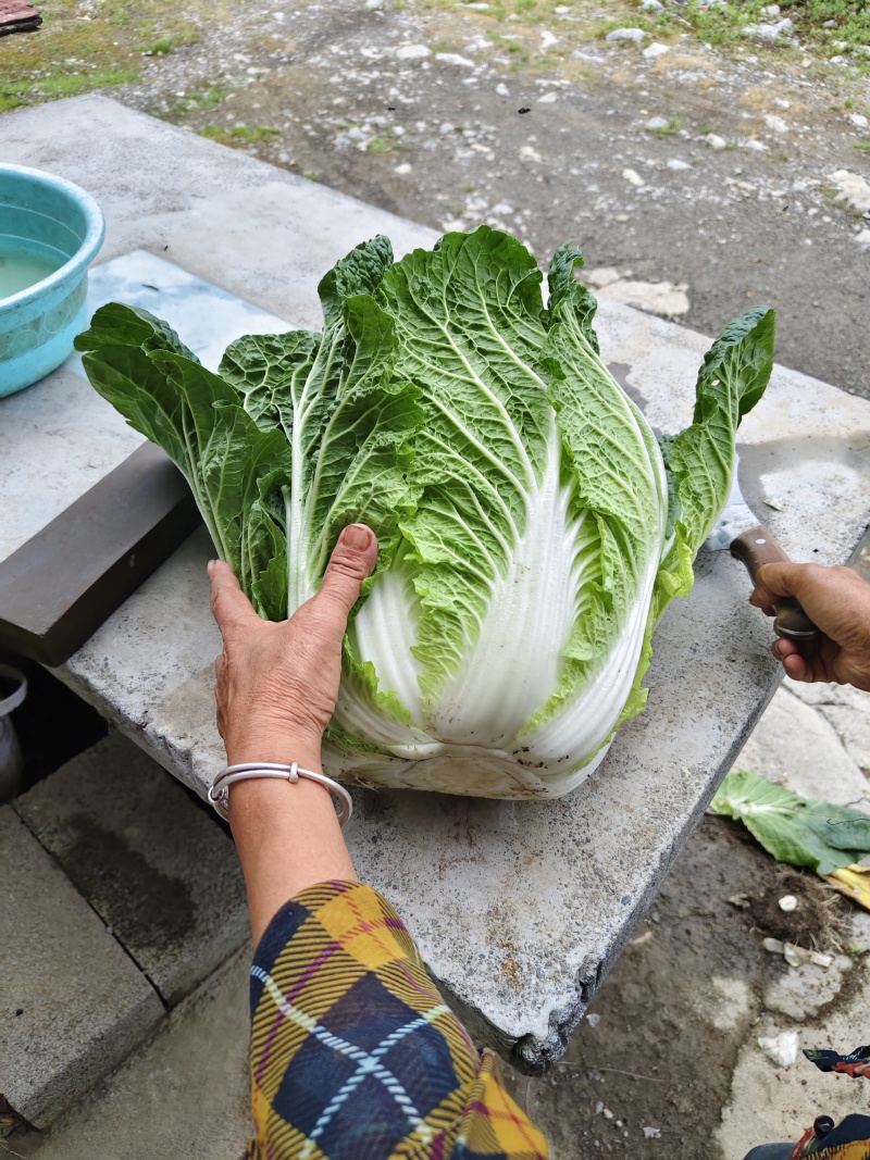高山黄心大白菜