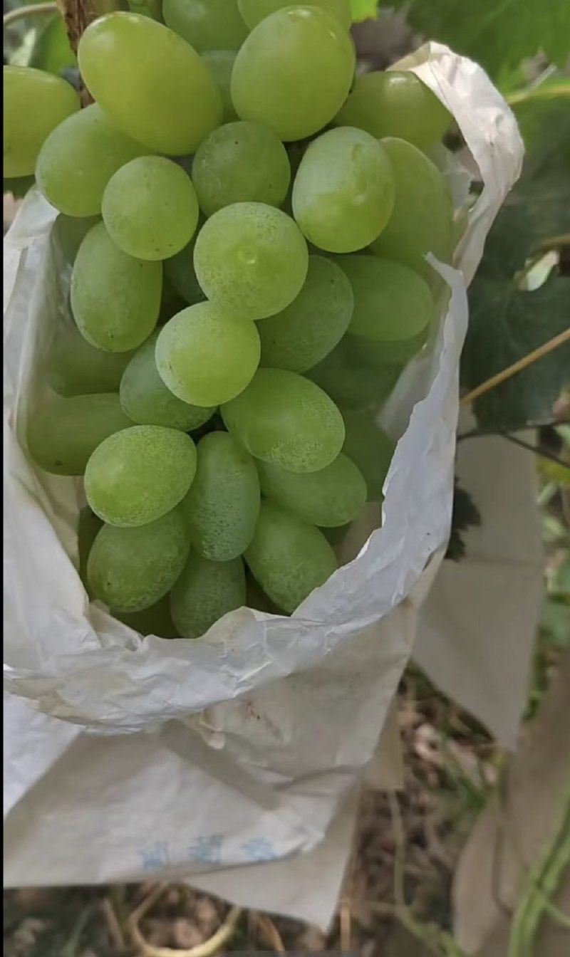 维多利亚大量上市！口感好颗粒大串型饱满