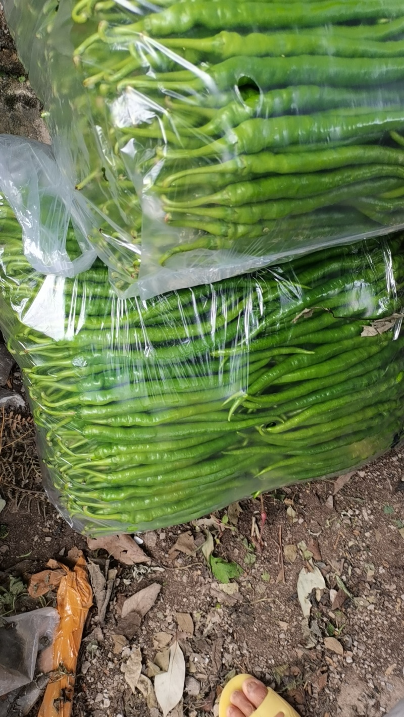 8号辣椒