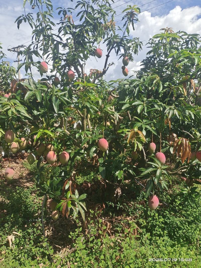云南华坪高山芒果