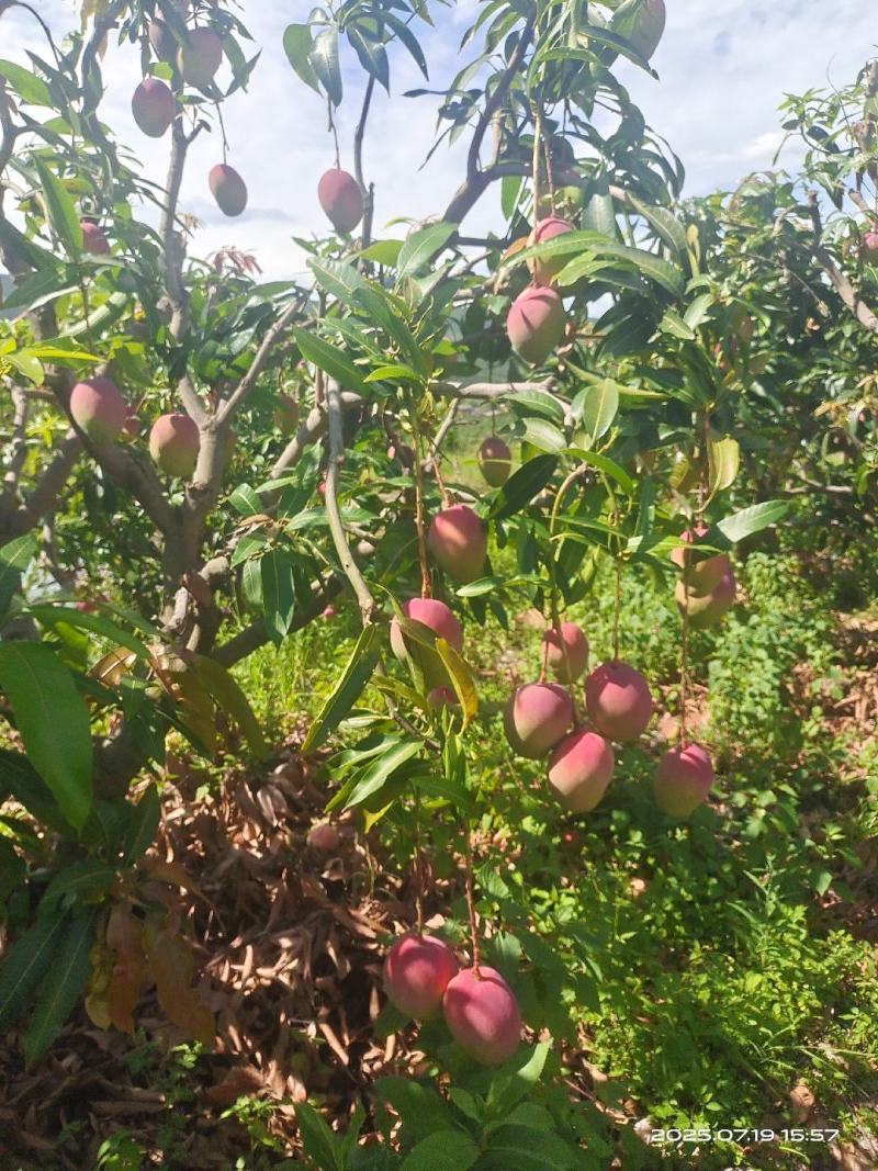 云南华坪高山芒果