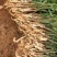 7.19日出土带泥子姜、便宜量大