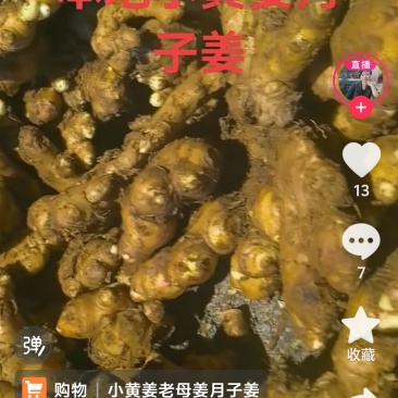 福鼎竹姜生姜