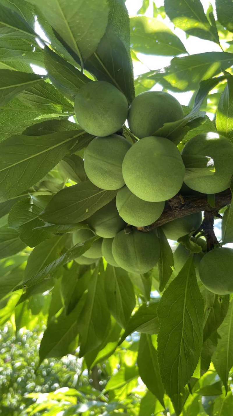 青脆李阿坝理县产区