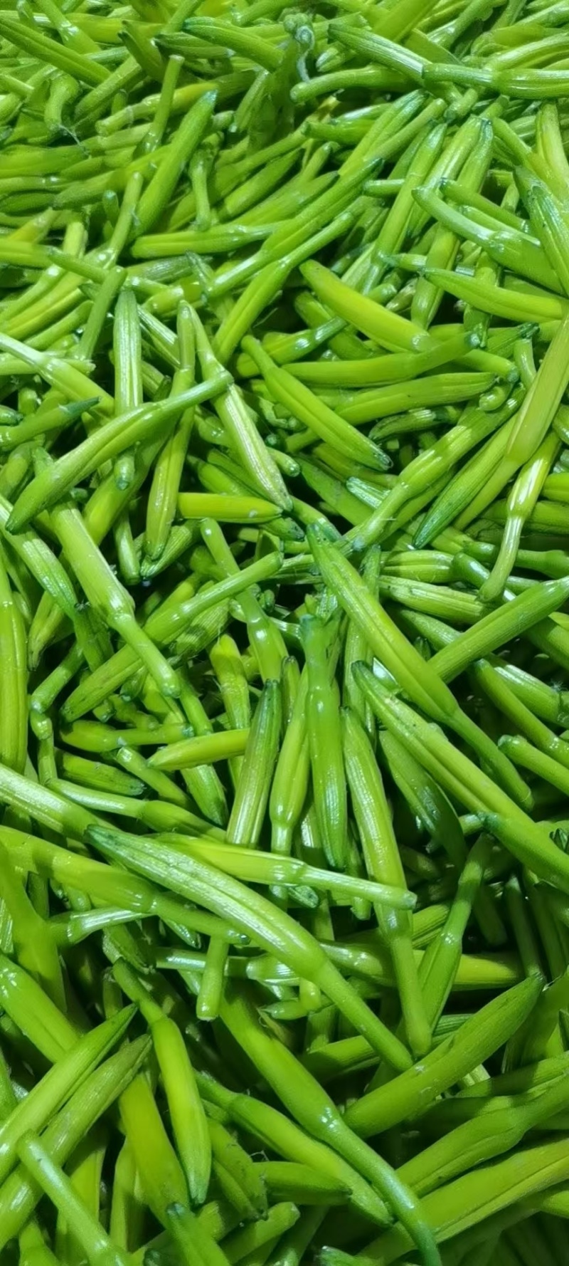 黄花菜