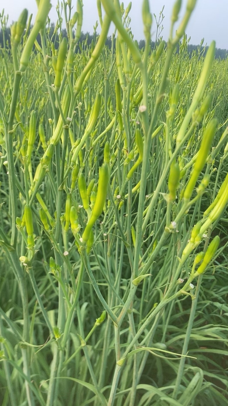 黄花菜