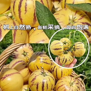 云南石林人参果