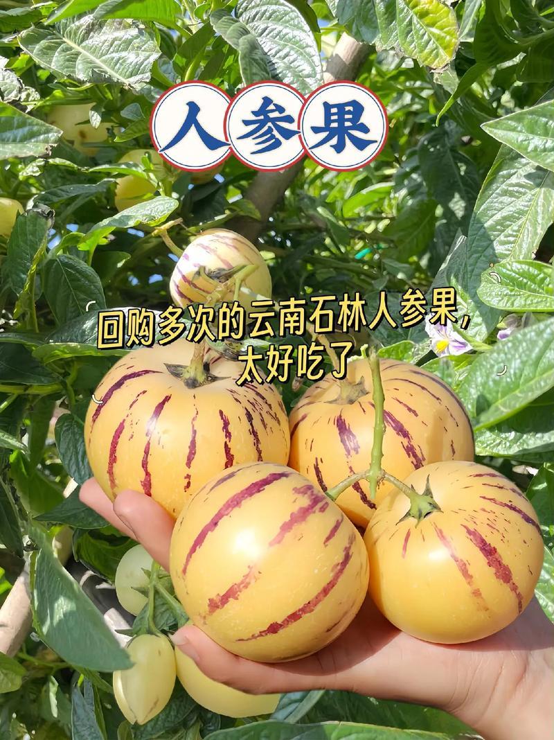 云南石林人参果