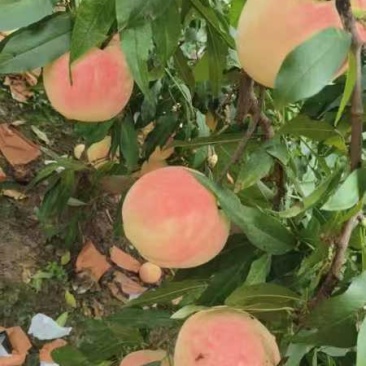 荣鑫5号水蜜桃