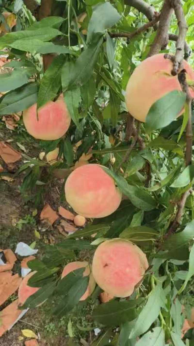 荣鑫5号水蜜桃