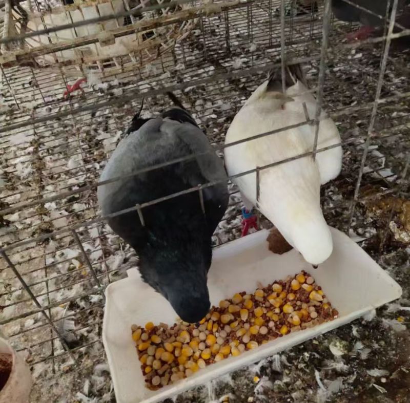 肉鸽