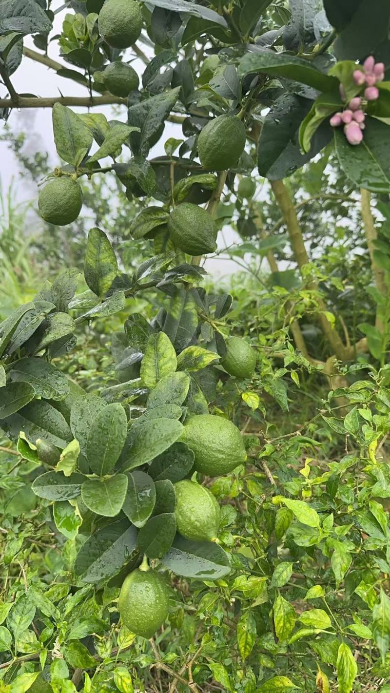 广东香水柠檬