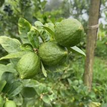 广东香水柠檬