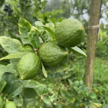 广东香水柠檬