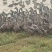3000水鸭