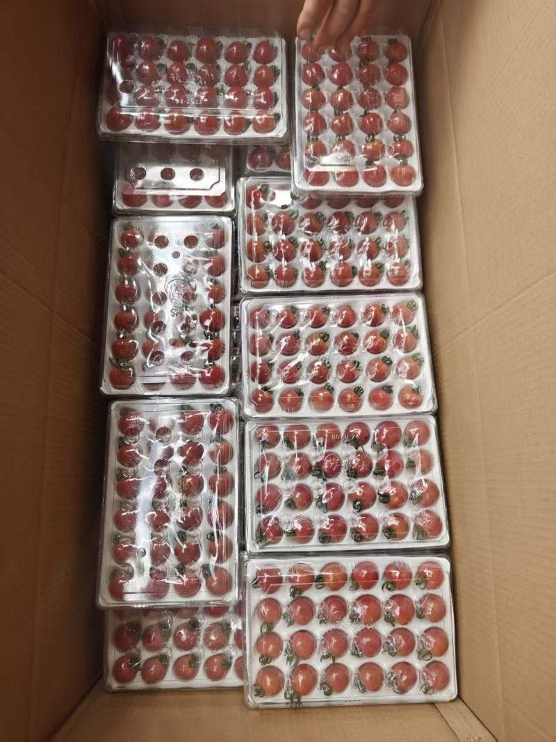 安宁红石小番茄鲜果