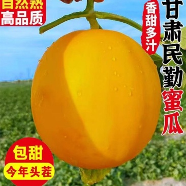 甘肃民勤蜜瓜正宗沙漠当季【净重6斤】